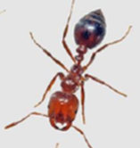 fire ant