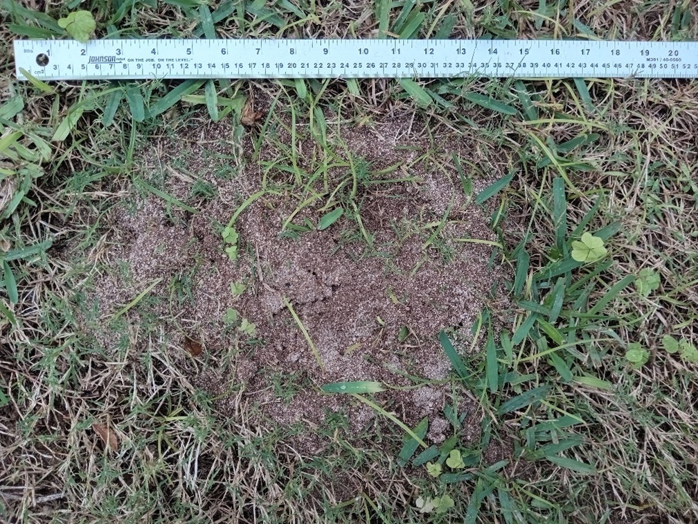 fire ant mound