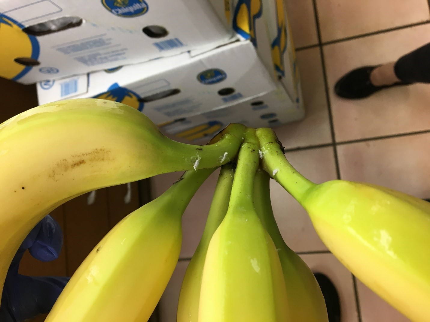 Figure 3: Intercepted live adult mealy bug infestation, banana shipment, 2019