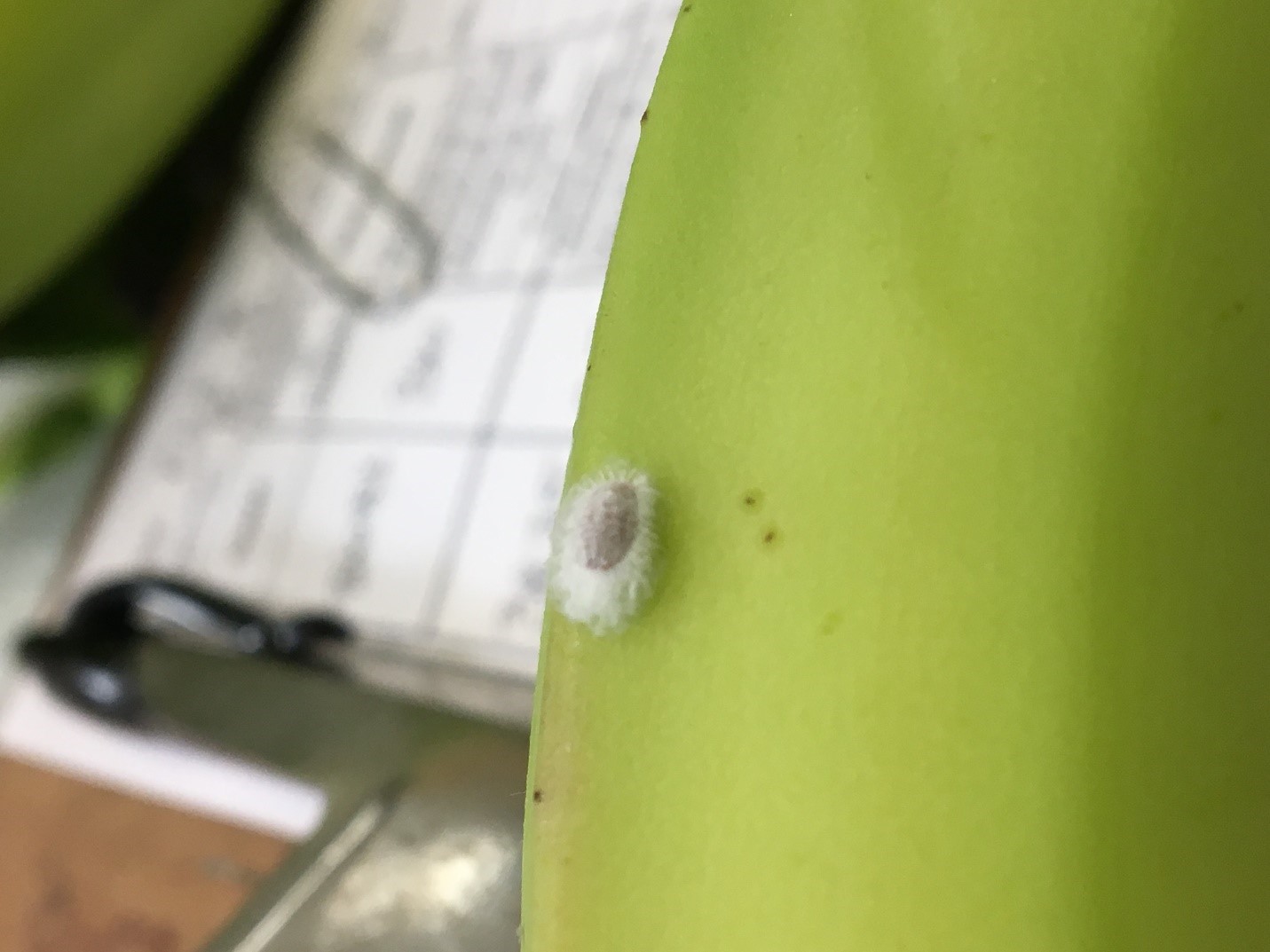 Figure 5: Intercepted live adult mealybug, banana shipment, 2019